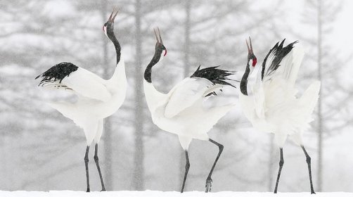 冬季去日本北海道旅游，欣赏鹤居村丹顶鹤